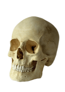 Skull to demonstrate Judith Sullivan's CranioSacral bodywork.